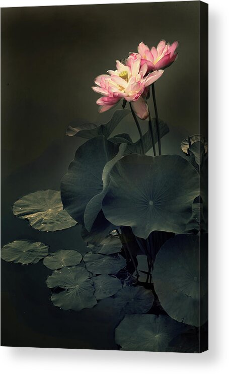 Lotus Acrylic Print featuring the photograph Midnight Lotus by Jessica Jenney