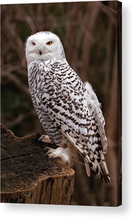 Owl Acrylic Print featuring the photograph Snowy Owl #1 by Ira Marcus