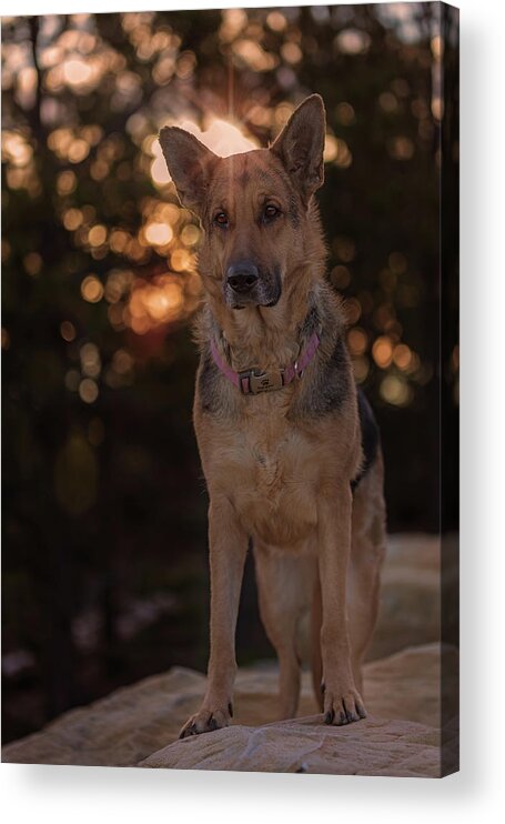Animal Acrylic Print featuring the photograph Liesl #20 by Brian Cross