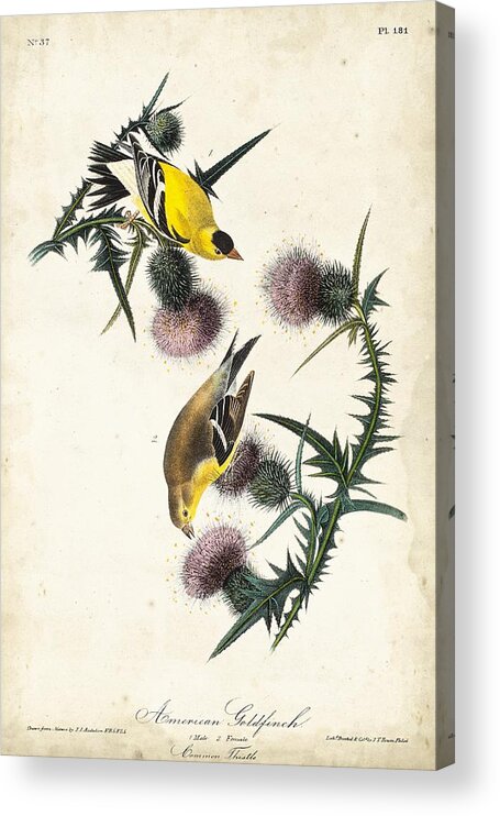 Animals & Nature Acrylic Print featuring the painting American Goldfinch #3 by John James Audubon