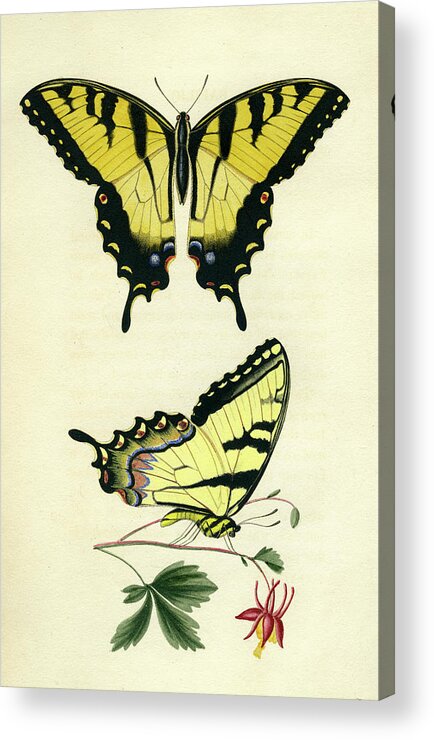 Entomology Acrylic Print featuring the photograph Butterflies by Unknown