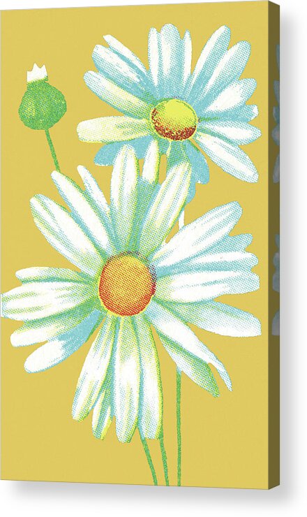Bloom Acrylic Print featuring the drawing Daisy #3 by CSA Images