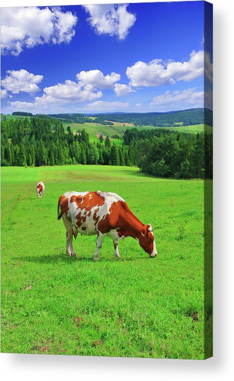 Scenics Acrylic Print featuring the photograph Green Field - Landscape #3 by Konradlew