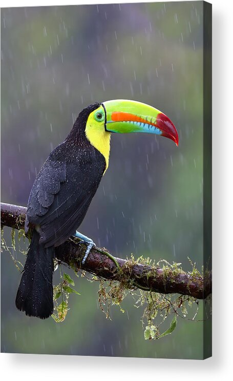Keelbilledtoucan Acrylic Print featuring the photograph Keel-billed Toucan by Jim Cumming