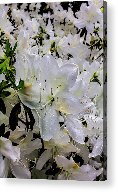 Spring Flowers And Raindrops Acrylic Print featuring the photograph Spring Flowers and Raindrops #3 by Robert Ullmann