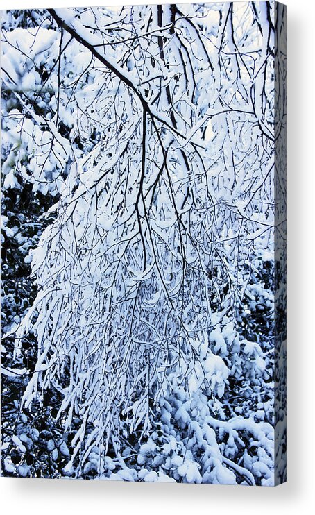 Rivington Acrylic Print featuring the photograph 30/01/19 RIVINGTON. Snow Covered Branches. by Lachlan Main