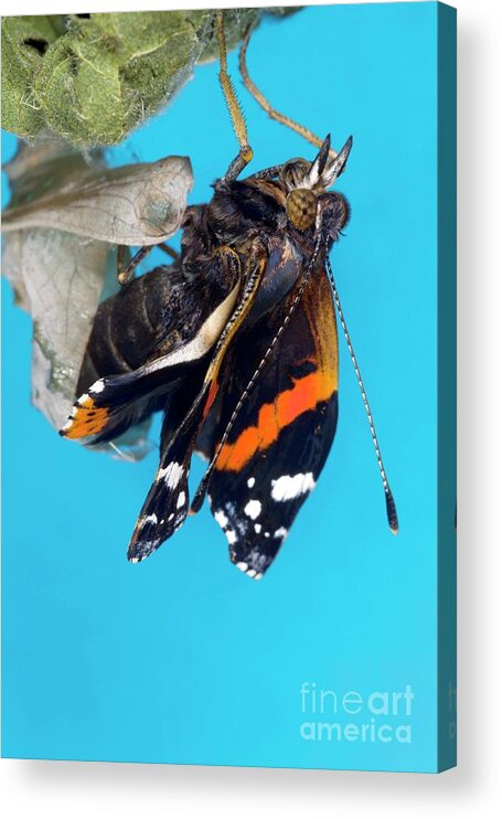 Red Admiral Butterfly Acrylic Print featuring the photograph Emerging Red Admiral Butterfly #4 by Dr Keith Wheeler/science Photo Library