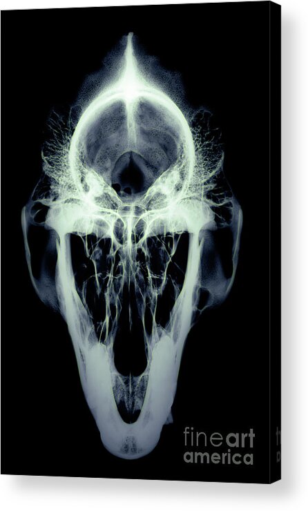 Gorilla Gorilla Acrylic Print featuring the photograph Gorilla Skull by D. Roberts/science Photo Library