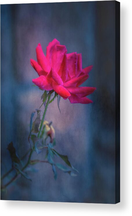 Rose Acrylic Print featuring the photograph Rose of Summer by Allin Sorenson