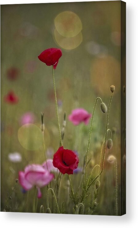 Flora Acrylic Print featuring the photograph Untitled #46 by Anna Cseresnjes