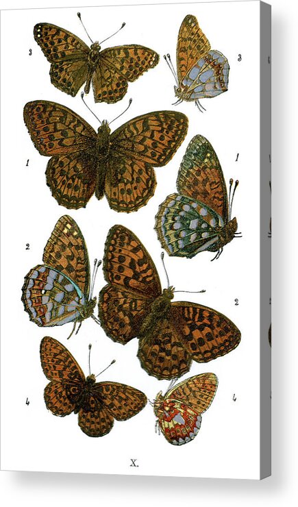 Queen Of Spain Fritillary Butterfly Acrylic Print featuring the digital art Butterflies #5 by Duncan1890