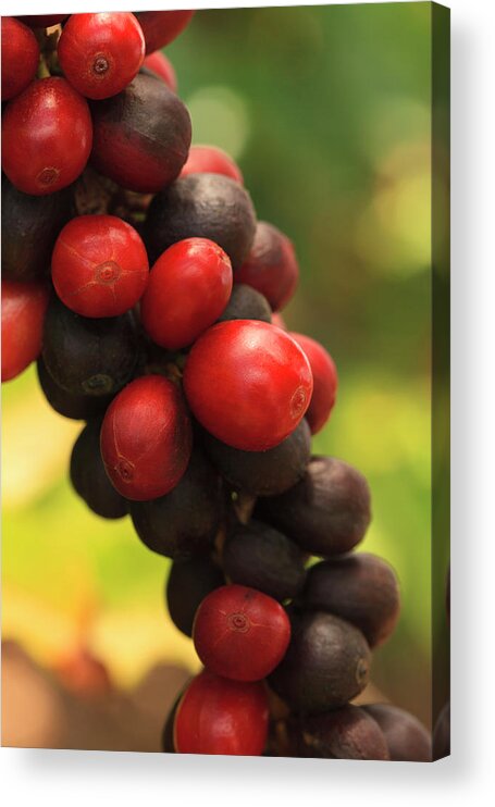 Outdoors Acrylic Print featuring the photograph Ripe Coffee Cherries #6 by Dustypixel
