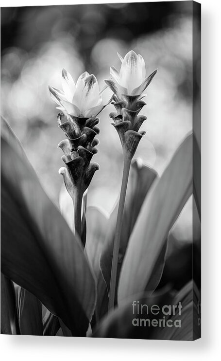 Background Acrylic Print featuring the photograph White Curcuma Flower #7 by Raul Rodriguez