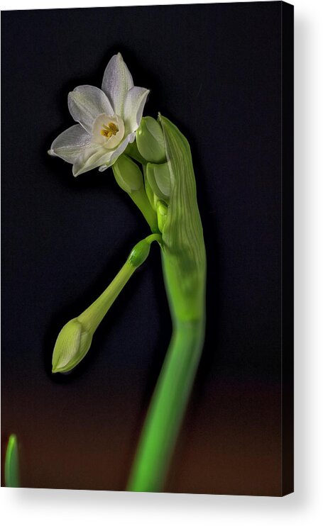 Bud Acrylic Print featuring the photograph USA, Colorado, Fort Collins #9 by Jaynes Gallery