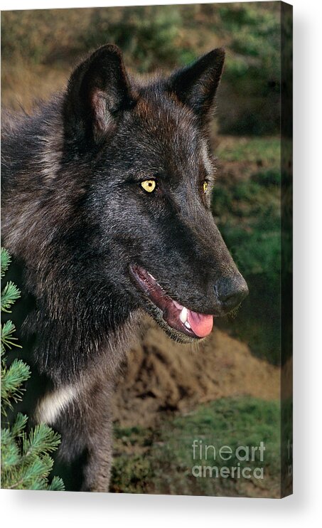 Dave Welling Acrylic Print featuring the photograph A Juvenile Gray Wolf Canis Lupus Wildlife Rescue by Dave Welling