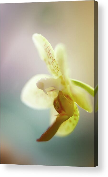 Rockville Acrylic Print featuring the photograph A Single Flower Of Phalaenopsis Mini by Maria Mosolova