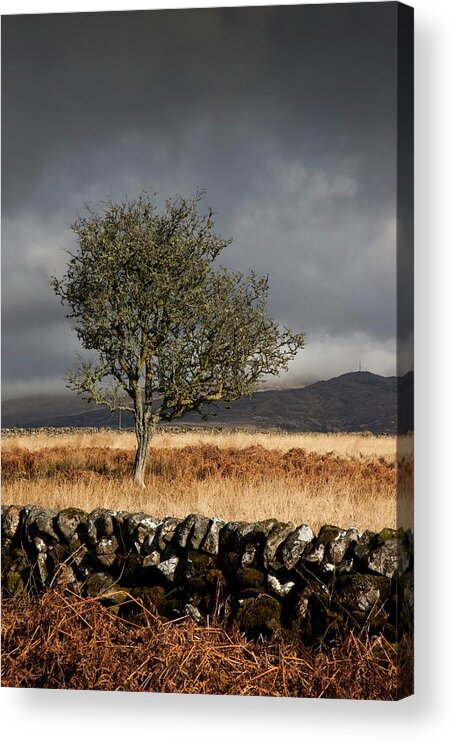 Scenics Acrylic Print featuring the photograph A Stone Fence And One Tree Under A by Design Pics / John Short