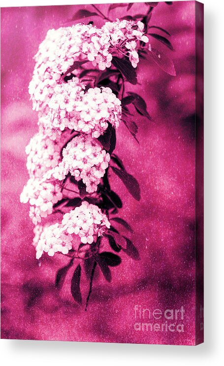 Spirea Acrylic Print featuring the photograph Abstract Spirea Cascade in Red by Anita Pollak