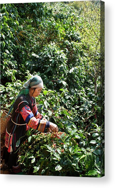 Working Acrylic Print featuring the photograph Akha Coffee Harvest by Oneclearvision