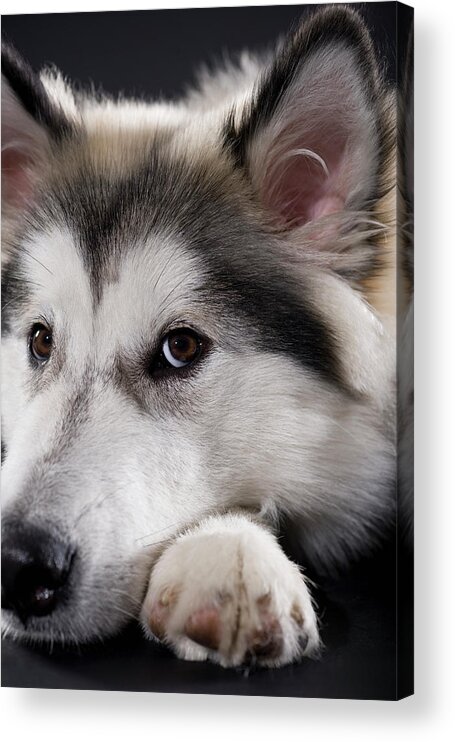Pets Acrylic Print featuring the photograph Alaskan Malamute Looking At Camera by Apple Tree House