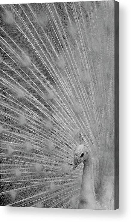 Animal Themes Acrylic Print featuring the photograph Albino Peacock by Josh Fiedler Photography