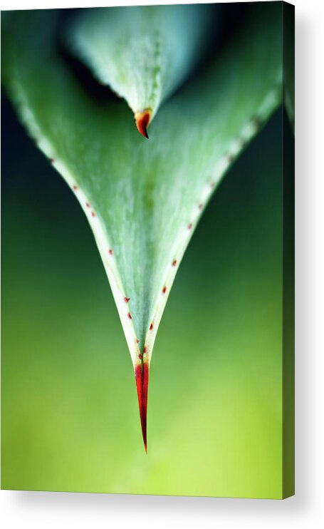 Aloe Acrylic Print featuring the photograph Aloe thorn and leaf macro by Johan Swanepoel