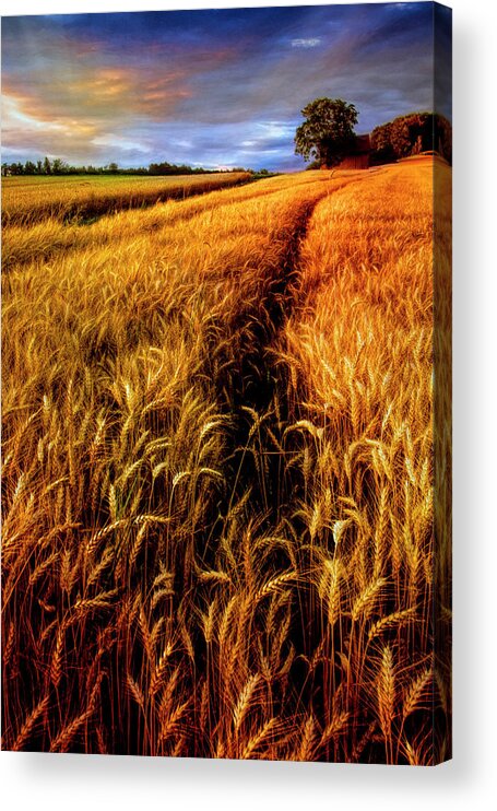 American Acrylic Print featuring the photograph Amber Waves of Grain Painting by Debra and Dave Vanderlaan