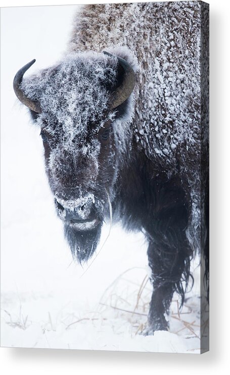 Sebastian Kennerknecht Acrylic Print featuring the photograph America Bison In Winter, Yellowstone by Sebastian Kennerknecht