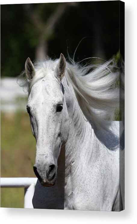 Andalusian 028 Acrylic Print featuring the photograph Andalusian 028 by Bob Langrish
