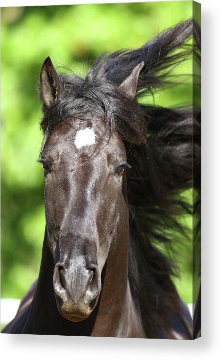 Andalusian 049 Acrylic Print featuring the photograph Andalusian 049 by Bob Langrish