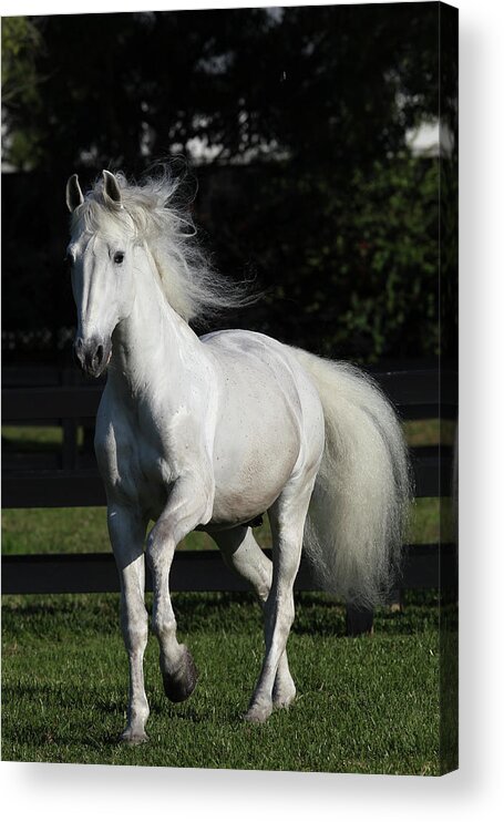 Andalusian 067 Acrylic Print featuring the photograph Andalusian 067 by Bob Langrish