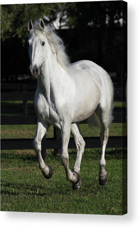 Andalusian 068 Acrylic Print featuring the photograph Andalusian 068 by Bob Langrish