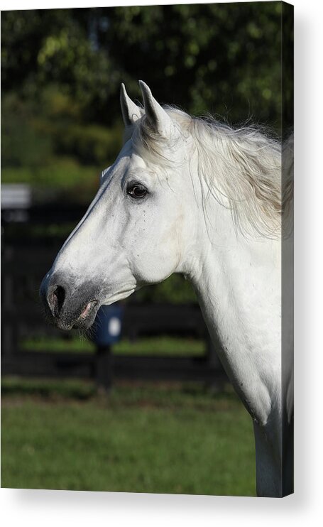 Andalusian 069 Acrylic Print featuring the photograph Andalusian 069 by Bob Langrish
