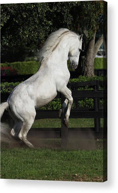 Andalusian 070 Acrylic Print featuring the photograph Andalusian 070 by Bob Langrish