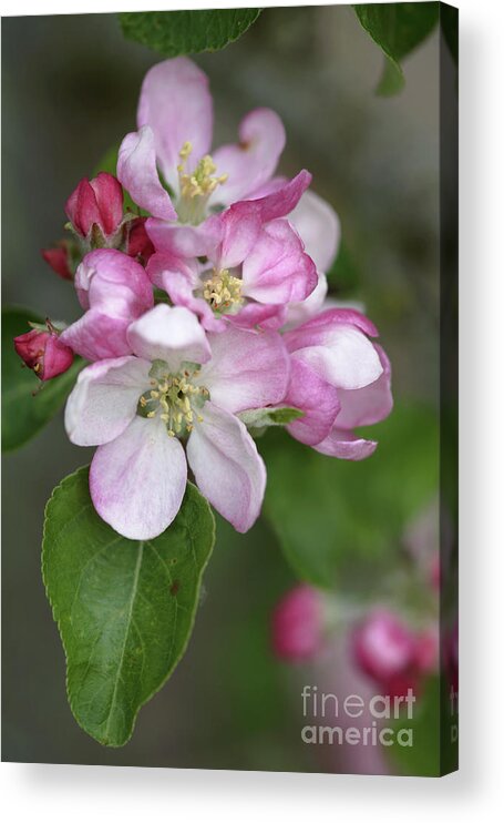 Malus X Domestica Acrylic Print featuring the photograph Apple Blossom (malus X Domestica) by Dr Keith Wheeler/science Photo Library