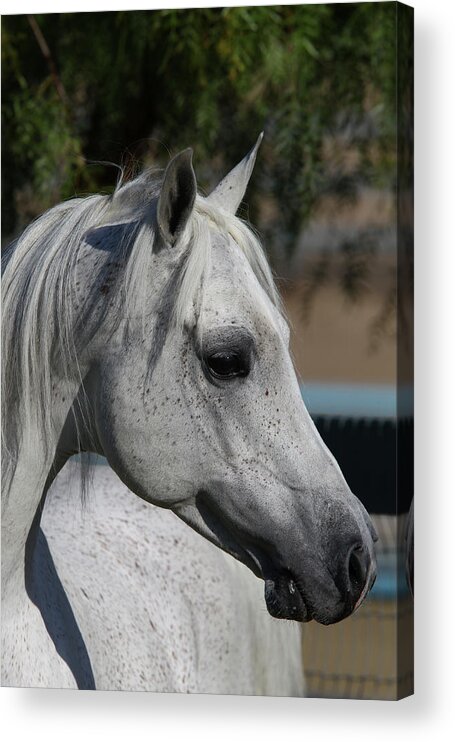 Arabians 005 Acrylic Print featuring the photograph Arabians 005 by Bob Langrish