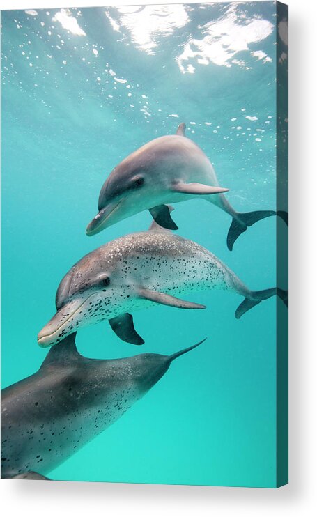 Underwater Acrylic Print featuring the photograph Atlantic Spotted Dolphin Stenella by Stephen Frink