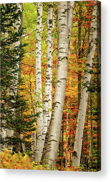 Autumn Acrylic Print featuring the photograph Autumn Birch by Jeff Sinon
