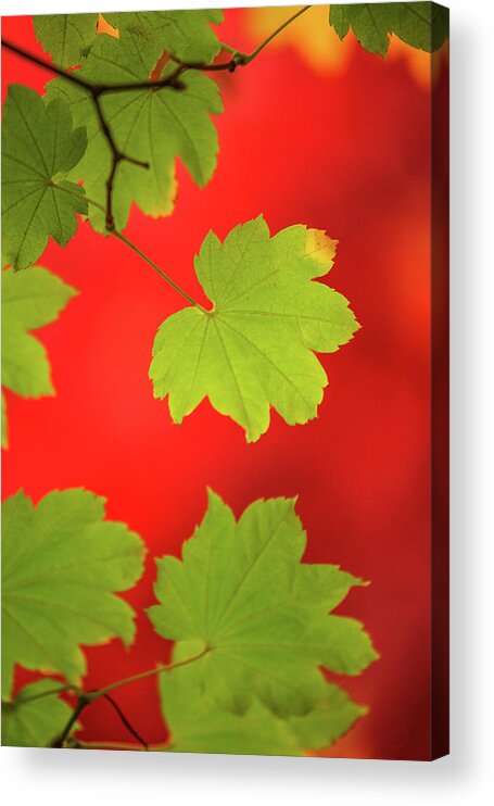 Nature Acrylic Print featuring the photograph Autumn by Bob Cournoyer