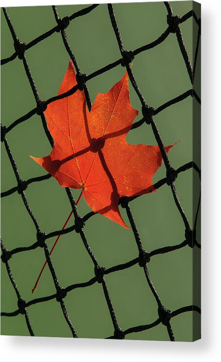 Leaf Acrylic Print featuring the photograph Autumn Leaf In Tennis Net by Gary Slawsky