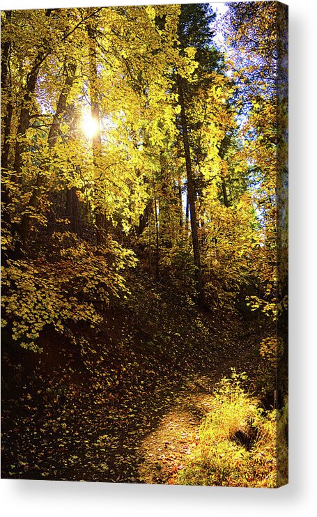 Arizona Acrylic Print featuring the photograph Autumn Sunlight, Mount Lemmon, Arizona by Chance Kafka