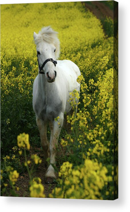 Ay3v5984 Welsh Pony Acrylic Print featuring the photograph Ay3v5984 Welsh Pony, Owned By Hester Collins, Uk by Bob Langrish