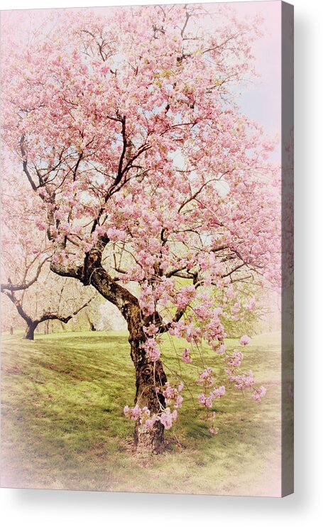 Cherry Trees Acrylic Print featuring the photograph Softly Cherry by Jessica Jenney