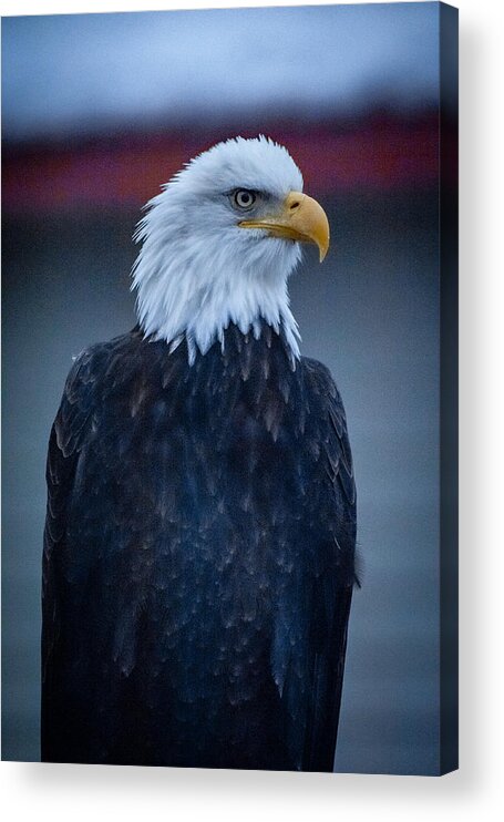 Bald Eagle Acrylic Print by Aaron - Fine America