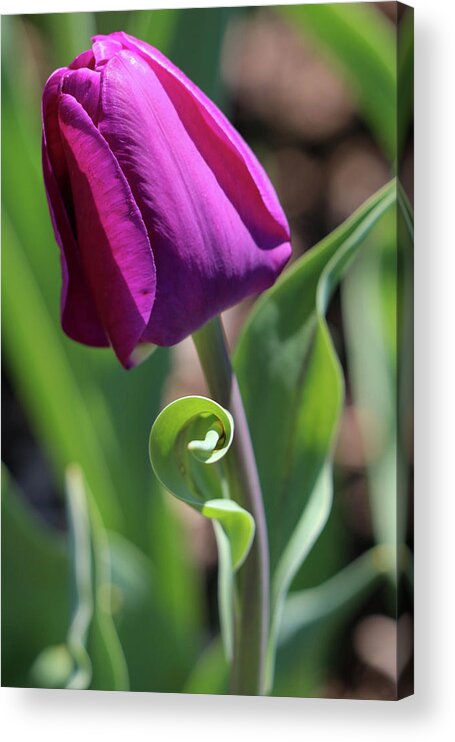 Tulip Acrylic Print featuring the photograph Balletic by Mary Anne Delgado