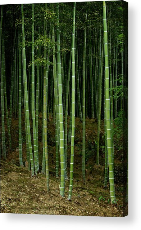 Tranquility Acrylic Print featuring the photograph Bamboo Forest, Arashiyama by Jan Enkelmann