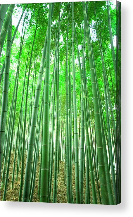 Scenics Acrylic Print featuring the photograph Bamboo Grove by Akira Kaede
