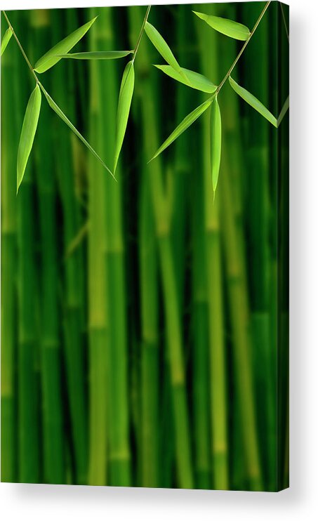 Tropical Rainforest Acrylic Print featuring the photograph Bamboo Jungle by Pixhook