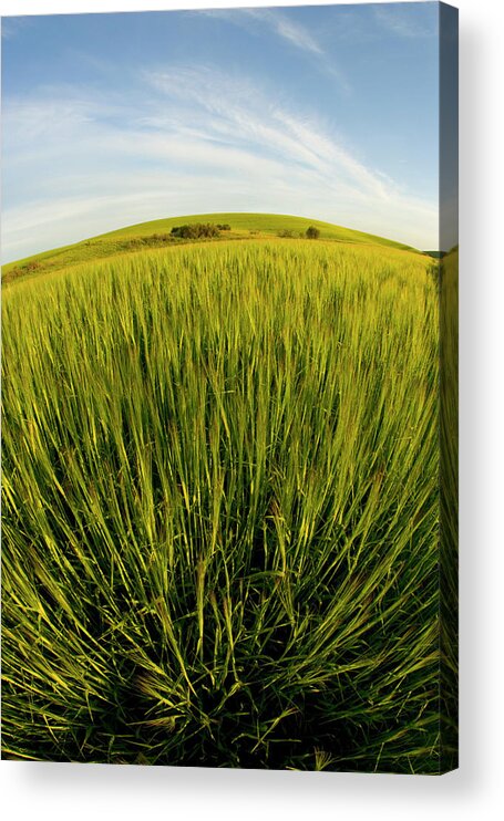 Outdoors Acrylic Print featuring the photograph Barley Hordeum Vulgare Growing In by Darrell Gulin