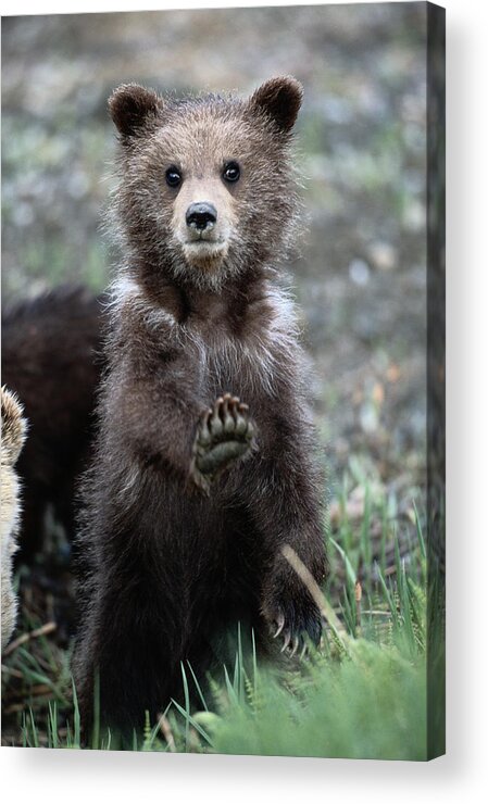 Bear Cub Acrylic Print featuring the photograph Bear Cub, Stretching Paw Forward by Eastcott Momatiuk